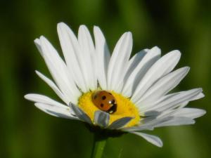 daisy ladybug
